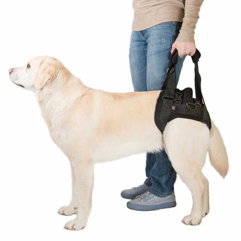 Підтримка задня «Трусами» FRAKISHTAK