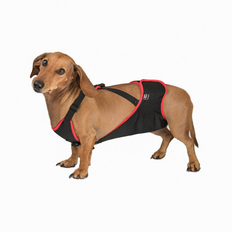 Труси для псів (у комплекті один багаторазовий вкладиш) FRAKISHTAK колір: чорний